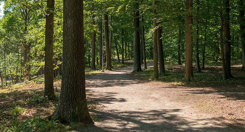 Beech forest on Galgberget in Halmstad