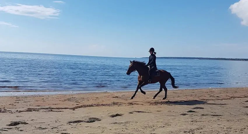 Ryttare rider på en häst på stranden i Halmstad