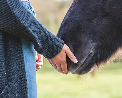  Hand pats horse nose