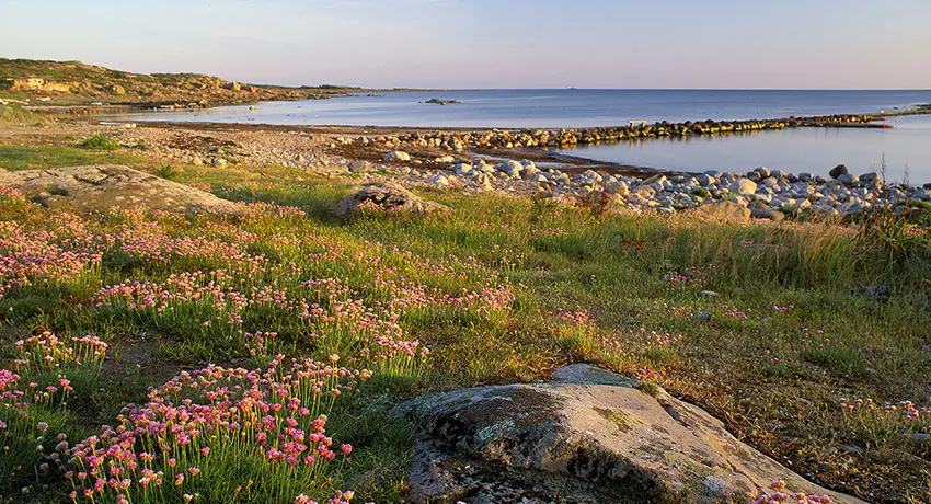 View of the coast of Steninge towards the sea. Triften blooms.