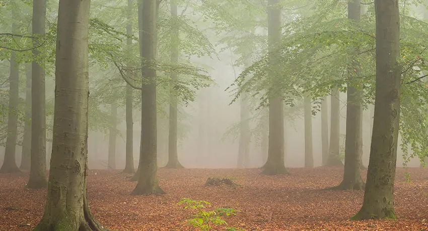  Fog in the beech forest on Galgberget in Halmstad