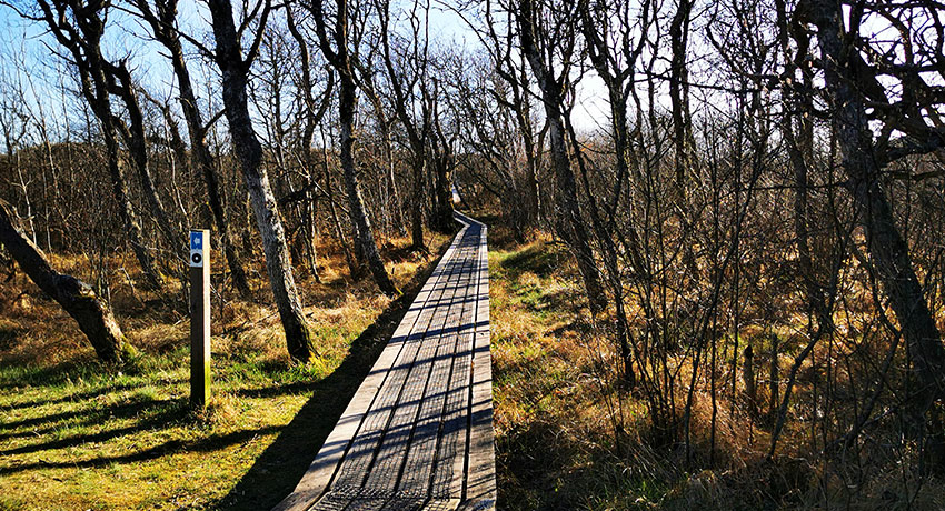  Path in Haverdal's nature reserve in Halmstad