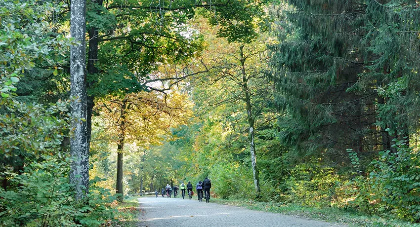 Grupp cyklar på rad i skogen
