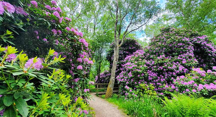  The rhododendron park along Prince Bertil's Path in Tylösand in Halmstad