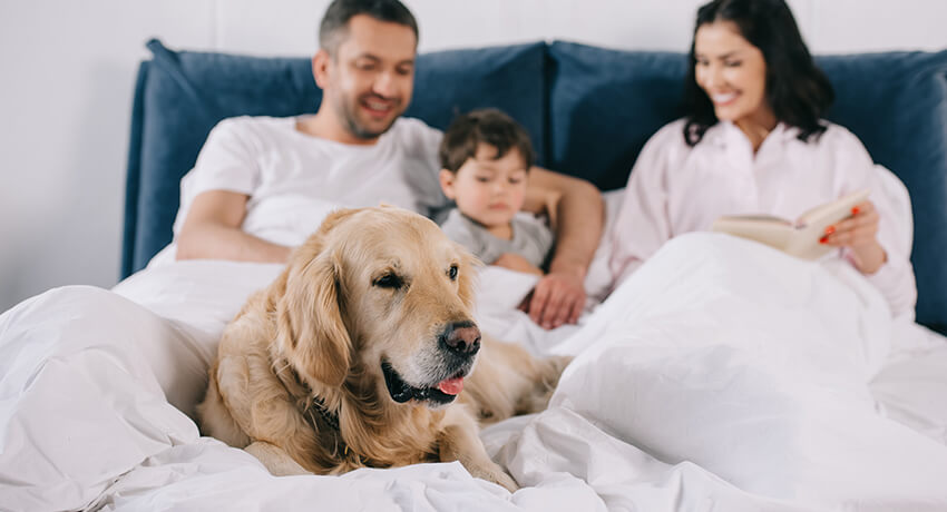 Familj och hund i en säng