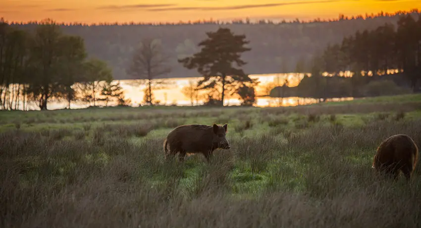  Wild boar in sunset