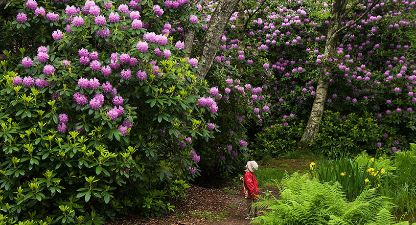 Barn som tittar på höga Rhododendron