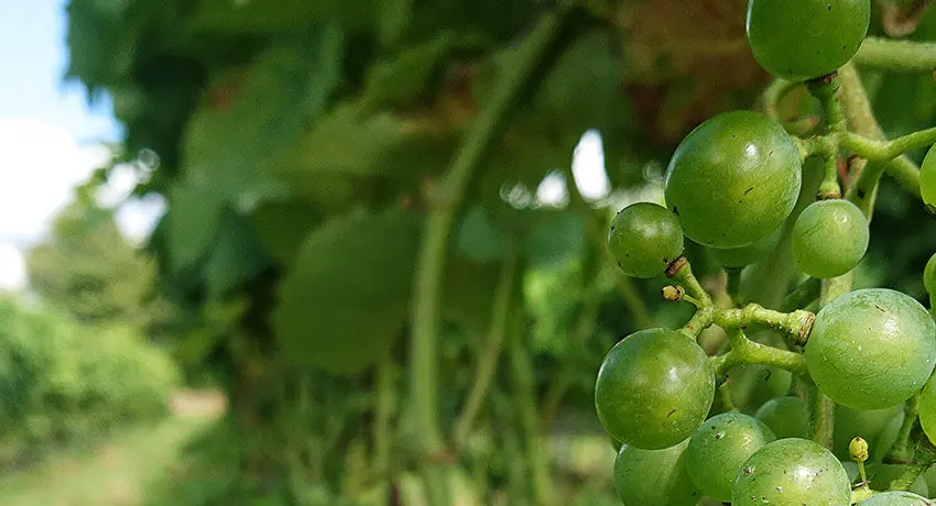  Grapes on Stora Berg i Halmstad