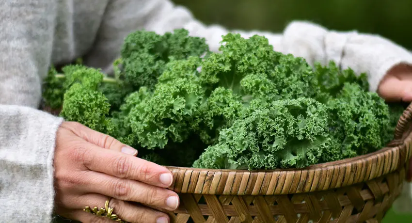 Hands holding a basket of kale