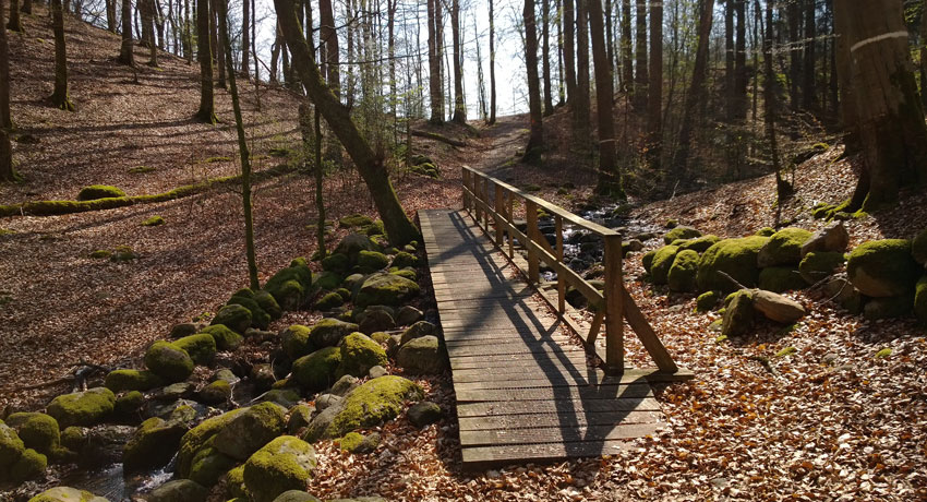  A bridge in the deciduous forest